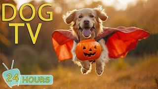 DOG TV: Video Keep Your Dogs Entertained & Relaxed This Halloween -Top Anti-Anxiety Music for Dogs