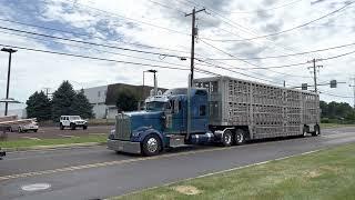 Kenworth w900 loaded with hogs coming down 113