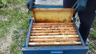 Как понять когда и как правильно расширить пчелосемьи.