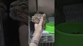 Tabby + Domestic Short Hair Cat For Adoption - 4 Years, Tom from Kuala Lumpur