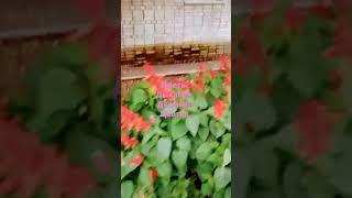 Цветы Дыхания. Дыхание Цветов. Лето Пневмогенетической гимнастики.
