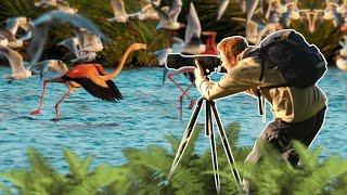 Wilde Flamingos fotografieren (mein schönster Wildlife Moment)