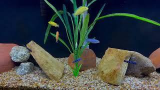 Mbuna African cichlid update, 55 gallon