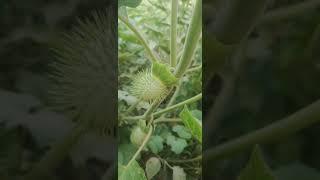 Datura is a genus of nine species of highly poisonous, vespertine-flowering plants 