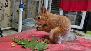 Белка впервые пробует молодой жёлудь!!!  Squirrel tastes an acorn