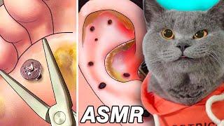 ASMR Satisfying Video With Warm Treatment!  | Oscar’s Funny World #funnycat #catsoftiktok