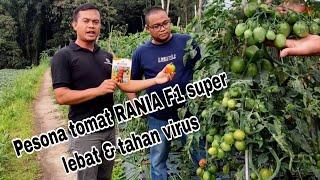 Tomat tahan virus dan produktivitas buah super lebat