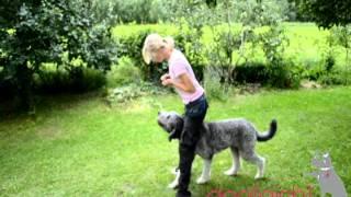 Trickdogging Videoblog "Guckuck" by dog[gish] Hundetraining