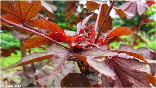 False Roselle | Cranberry Hibiscus | Hibiscus acetosella