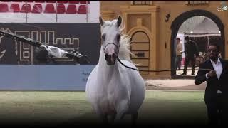 Saudi Arabian best payar full jazzeri horse wine is Gold name is Gala dirab