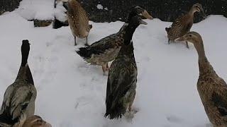 Погода в Западной Сибири. Пополнение в хозяйстве.