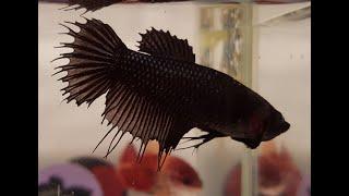 Black Copper Crowntail Betta Female (100111) (Octoberfest2021)