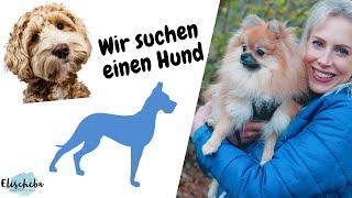 Welche Hunde sind familienfreundlich? Wir suchen einen Hund - Erfahrungen - ElischebaTV Folge 352