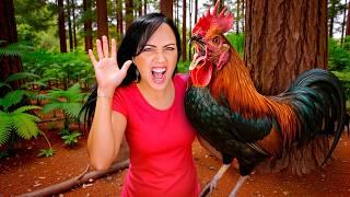 The Rooster Attacks Me  Sandra Cires Vlog