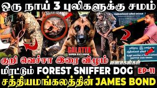 புலிய விட வேகம்சோழாவை மீறி ஒருத்தன் காட்டுக்குள்ள வர முடியாதுForest Sniffer Dog Kennel Live Visit