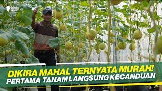 BUDIDAYA  MELON DALAM GREEN HOUSE !! MEDIA TANAM POLYBAG!