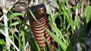 Red-bellied black snakes on the porch