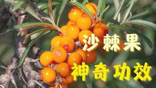 到底什么是沙棘果油？ Sea Buckthorn Oil （万能果Super Food）