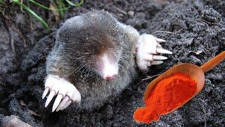 How to Instantly Get Rid of Garden Moles Naturally—No Traps, No Poison!