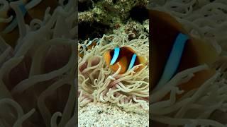 Амфиприоны в актинии #амфиприон #актиния  #красноеморе #amphiprion #рыбаклоун #немо #clownfish