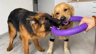 Stubborn German Shepherd Puppy Refuses To Give Up on His Toy