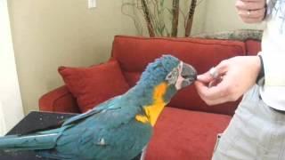 Blue & Gold Macaws That Bite | Bird Tips