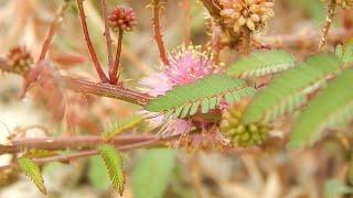 The Sensitive Briar; It Responds To Your Touch