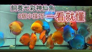 飼養七彩神仙魚的8個小技巧，一看就懂！