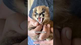 The Transformation of a Grumpy Caracal #cat #heartwarmingpets #cuteanimal #animals