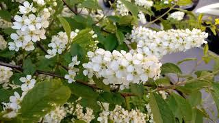 4k video - How does bird cherry blossom? - Как цветет черемуха?