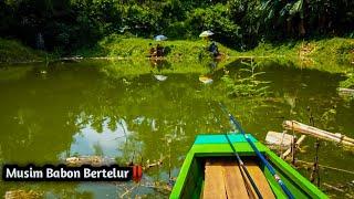 Jangan nekat mancing saat kondisi seperti ini || Mancing Nila Liar Di Waduk Lahor!!!