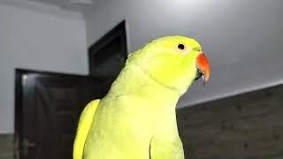 Green parrot best video on YouTube