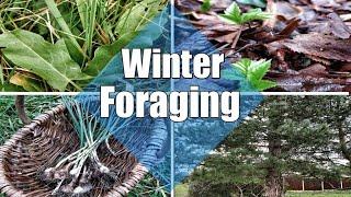 ️ Winter Foraging ️ My Top 6 Plants To Forage In Winter