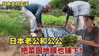 【團子姐日本生活】遠嫁日本農村大叔，下班帶大輝菜園薅點蘿蔔葉，回家拌飯吃，滿足！