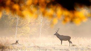 Watching Wild Deers in an incredible atmosphere | Film Studio Aves