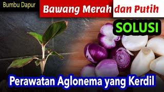 BUMBU DAPUR BAWANG MERAH DAN PUTIH SOLUSI PERAWATAN AGLONEMA YANG KERDIL DAN TIDAK SEHAT