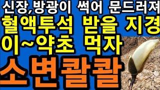 신장,방광이 썩어 문드러져,혈액투석을,받을~지경,이~약초를,먹자,신장,방광이,무쇠처럼,튼튼,소변이,콸콸              백목련꽃봉우리,신이화,@WellbeingTV