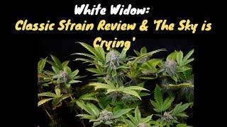 White Widow: The Classic Strain Review 2023