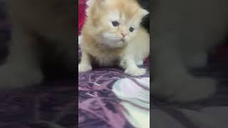 kitten meow meow ,#kitten #funnycats #shorts #viralshorts
