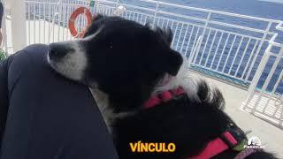 PlenusCan - Plenitud y bienestar canino