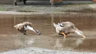 A puddle for ducks only (if that's what they say)