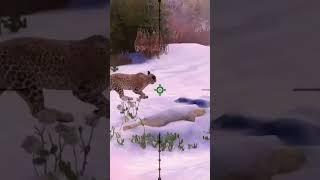 #kamchatka #animal's #gaming video #man v/s amur leopard  