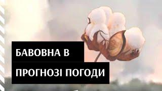 Samsung тролить? Як у прогнозі погоди заквітла бавовна. Ви теж це бачите? | Протизавр