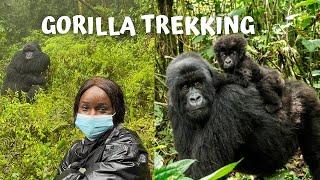 GORILLA TREKKING IN RWANDA 2022 | All you need to know