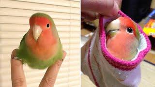 Baby Animals  Funny Parrots and Cute Birds Compilation (2021) Loros Adorables Recopilación #16