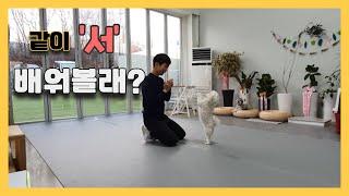 강아지 '서' 알려줄게 l 스테이영 애견훈련학교 9화 '서'