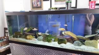 125 gallon African cichlid tank (Lake Malawi)