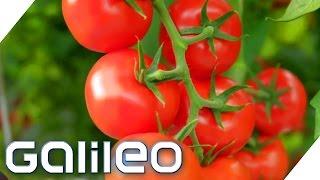 Die beste Tomate | Galileo | ProSieben