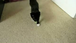 Salki the kitten playing fetch