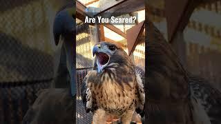 Hawk Sounds to Scare Birds #shorts #youtubeshorts #viral #trending #scary #birdsounds